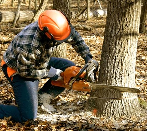 Tree Removal in Lincoln, KS